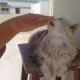 cats-for-give-away-persian-cats-karachi-1