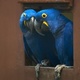 hyacinth-macaw-bird-for-sale-other-eminabad
