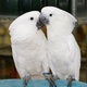 cute-pair-talking-umbrella-cockatoo-parrots-for-adoption-other-islamkot
