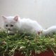 pure-persian-kittens-up-for-sale-persian-cats-karachi-4
