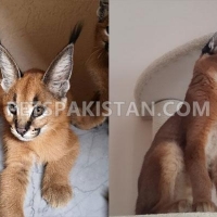 serval-f1-f5-savannah-caracal-ocelot-and-cheetah-and-other-exotic--islamabad