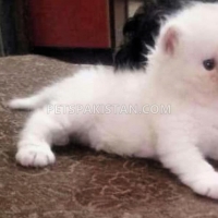 persian-4th-coated-kittens-available-persian-cats-abbasia-2