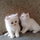 tica-registered-bengal-kittens-available-persian-cats-islamabad