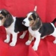 kc-reg-impressive-beagle-puppies-ready-afghan-hound-