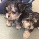 angelic-registered-yorkie-puppies-yorkshire-terrier-bahawalpur-2