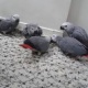 parrot-for-adoption-african-grey-parrot-bat-khela