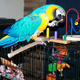 parrot-birds-available-on-sale-macaws-islamabad