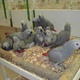 parrots-amazons-macaws-cockatoos-african-greys-and-fertile-eggs-cockatoos-karachi