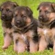 german-shepherd-puppies-for-adoption-german-shepherd-akora-khattak-2