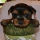 female-yorkie-puppies-for-good-homes-yorkshire-terrier-fazilpur