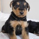 pedigree-airedale-terrier-puppies-other--2