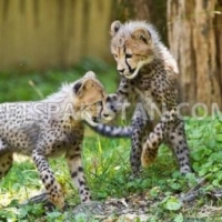 lovely-and-white-tiger-cubs-cheetah-cubs-african-serval-for-sale-whatsapp-12486625079-elephant-rawalpindi-5
