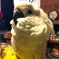 cockatoos-cockatoos-islamabad-2