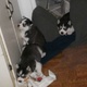 3-siberian-husky-puppies-for-adoption-other-lahore
