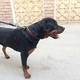 american-rottweiler-9-months-age-rottweiler-rawalpindi-2