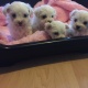 stunning-maltese-puppies-afghan-hound-badin