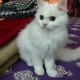 pure-persian-kitten-looking-for-new-home-persian-cats-islamabad