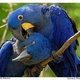 well-trained-macaw-parrot-for-adoption-11months-old-other-thari-mirwah