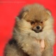 pomeranian-boo-male-puppy-pomeranian-ahmadpur