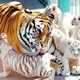cheetah-cubs-lion-cubs-and-tiger-cubs-for-sale-other-karachi