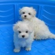 gorgeous-male-and-female-teacup-maltese-puppies-maltese-islamabad-1
