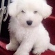 west-highland-terrier-puppy-tibetan-terrier-islamabad-3