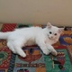 persian-kitten-persian-cats-lahore