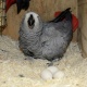 parrot-and-fresh-fertile-eggs-alexandrine-parrot-abbas-nagar-2