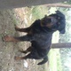 dog-for-sale-rottweiler-attock-2