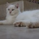 adults-cat-persian-cats-karachi