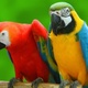 cute-pair-of-hyacinth-macaw-parrots-for-sale-other-zafarwal
