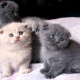 unusual-black-scottish-fold-kittens-kitten-other-