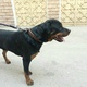american-rottweiler-9-months-age-rottweiler-rawalpindi-3