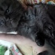 persian-kittens-for-sale-persian-cats-lahore-2