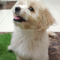 shih-tzu-for-sale-shih-tzu-lahore-5