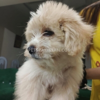shih-tzu-for-sale-shih-tzu-lahore-6