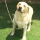 show-lab-for-sale-labrador-retriever-hasan-abdal-2