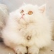 pure-persian-cat-for-sale-persian-cats-islamabad