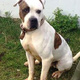 duke-5yr-old-american-bulldog-other-chachro