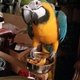 well-trained-adorable-macaw-parrots-macaws-faisalabad