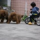 tibetan-mastiff-puppies-for-adoption-other-islamabad
