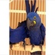 hyacinth-macaws-proven-pairs-hyacinth-macaws-proven-pairs-cockatoos-lachi