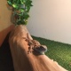 baby-bearded-dragon-for-sale-other-wazirabad