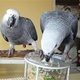 2-adorable-african-grey-birds-needs-a-caring-home-african-grey-parrot-barikot