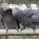 talking-african-grey-priness-and-prince-max-ready-now-african-grey-parrot-abbas-nagar