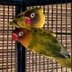 lovebirds-for-sale-lovebirds-abbottabad