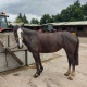 full-loan-15-2hh-mare-other-d-m-c-central