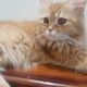 persian-male-cat-persian-cats-lahore