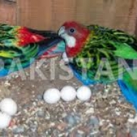 australian-parrots-pigeons-parakeet-australian-budgies-sinjhoro-8