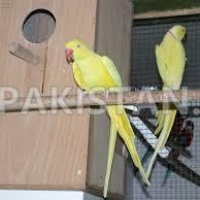 australian-parrots-pigeons-parakeet-australian-budgies-sinjhoro-12